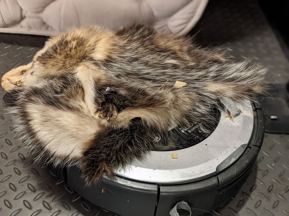 A photo of a Roomba that is mostly covered by the skin of a raccoon.