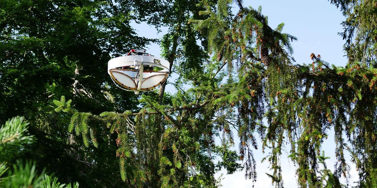 A photo of a small white drone approaching a high up evergreen tree branch