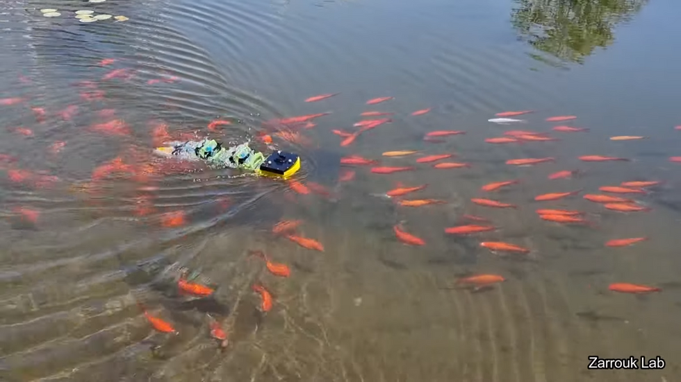 a photo of a small yellow robot swimming in a fish pond surrounded by goldfish
