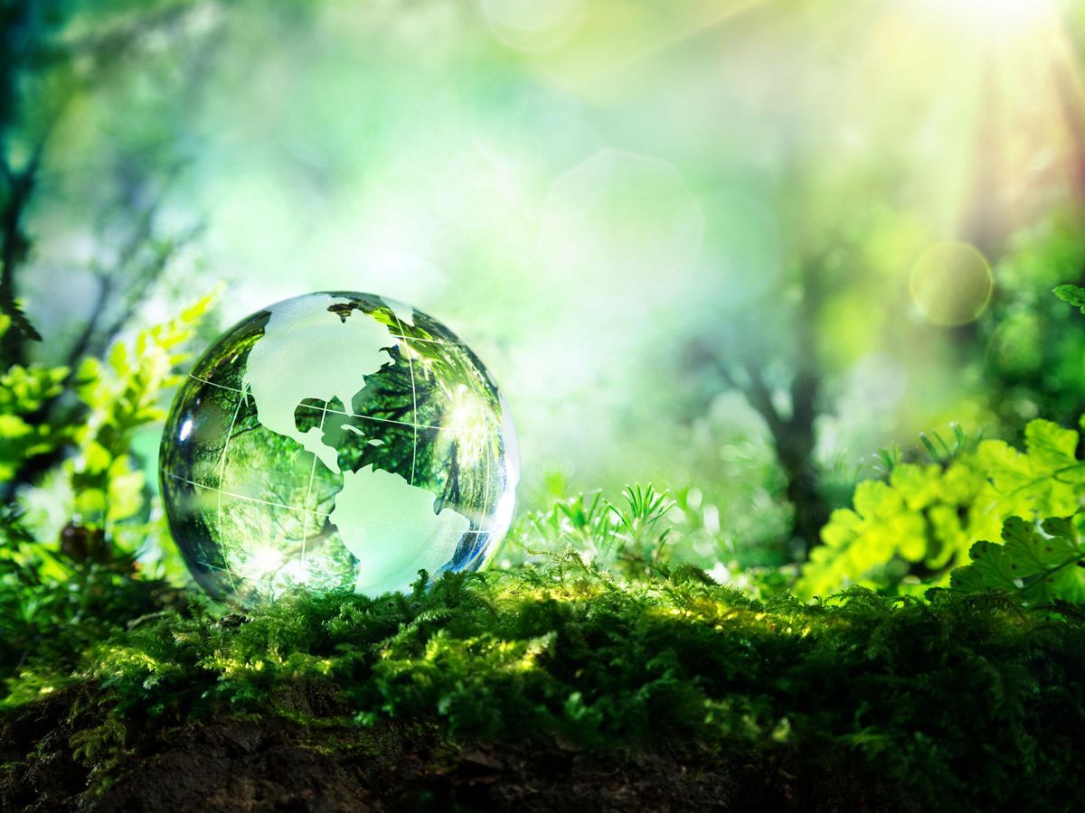 A photo of green vegetation with glass globe sitting in the foreground.  