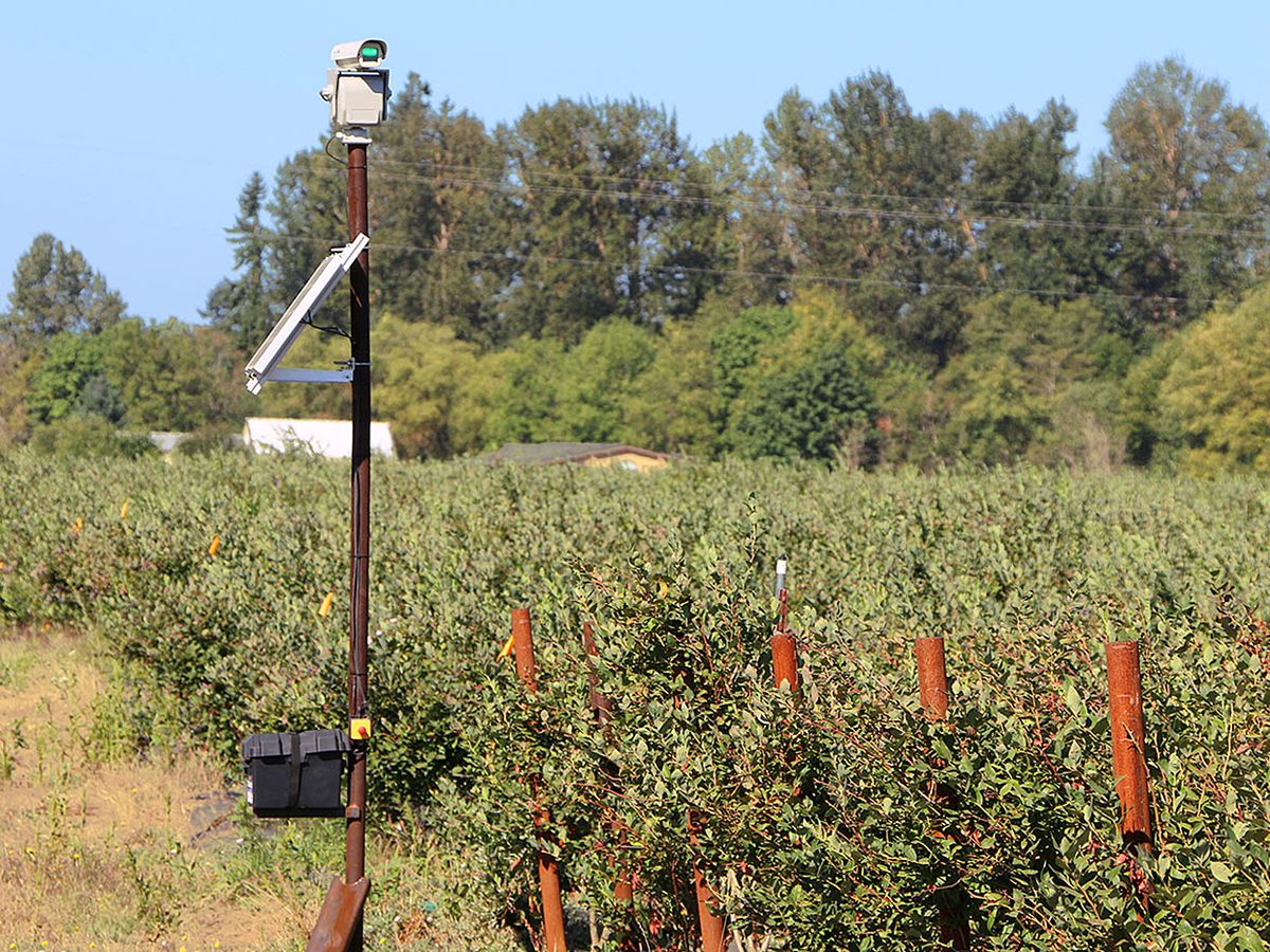 A photo shows a laser gun perched at the edge of a green field.
