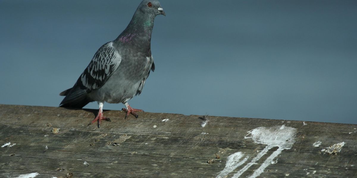 Rooftop Drones for Autonomous Pigeon Harassment