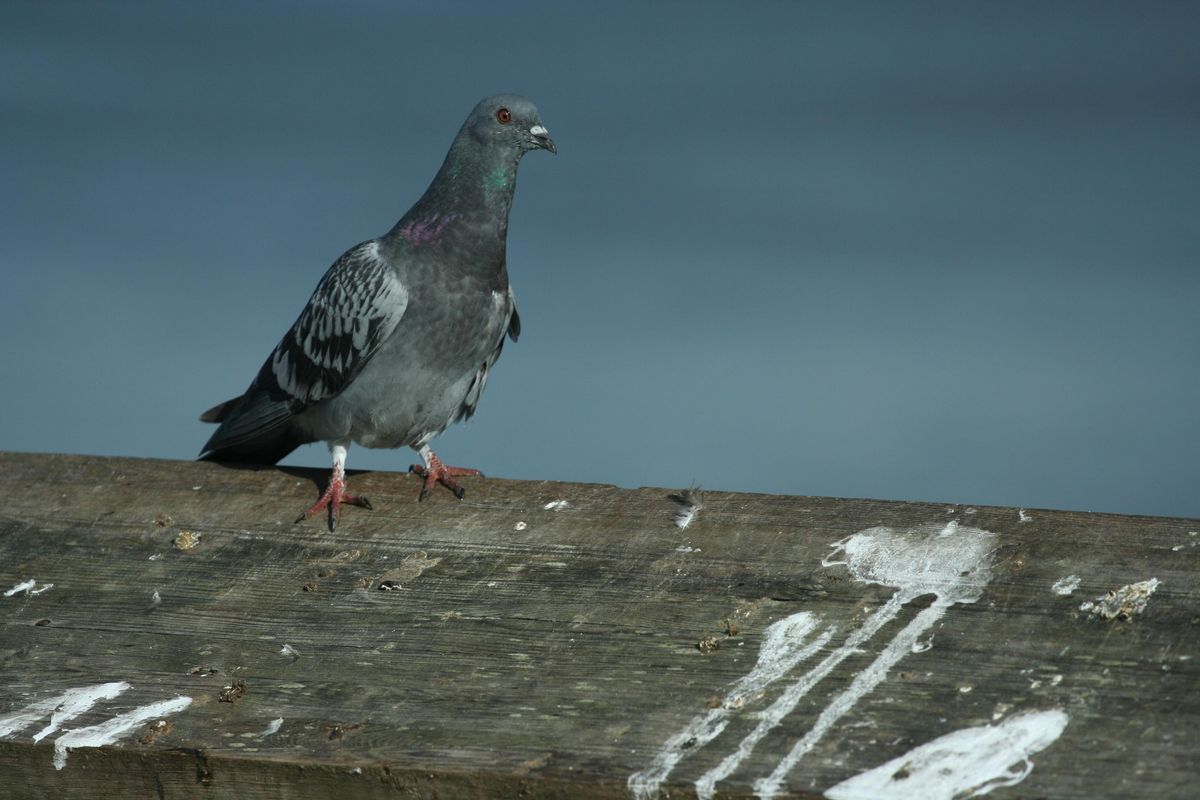 A pigeon on a poop covered wooden plank.