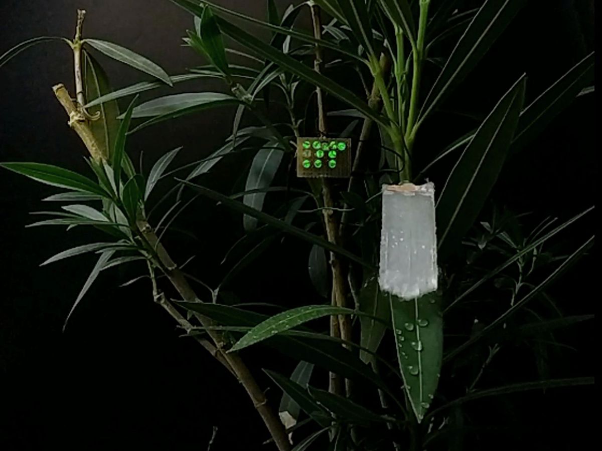 a plant with a plastic leaf attached to it on a black background