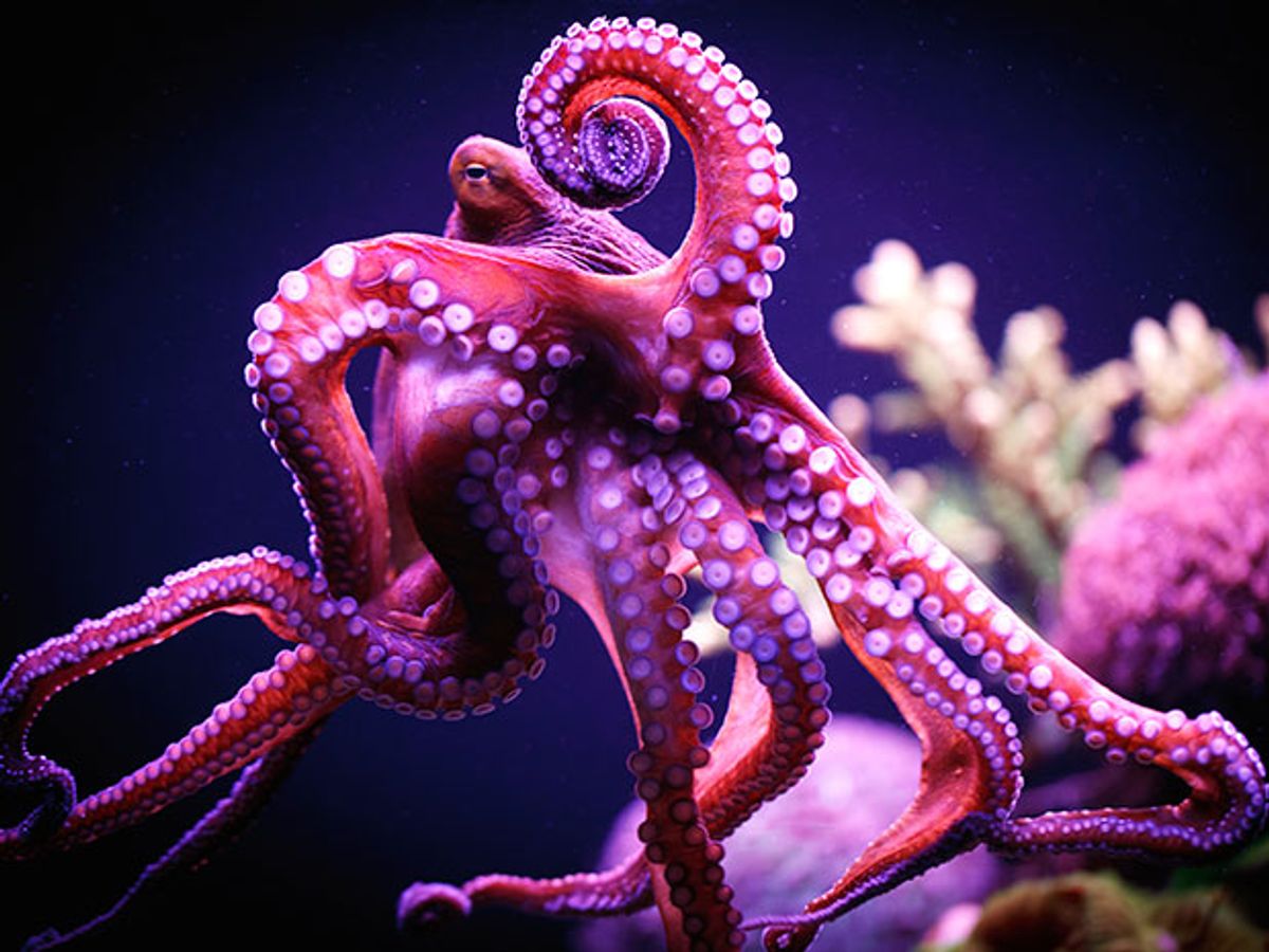 A red octopus floats underwater, with two rows of white suckers on the underside of each tentacle
