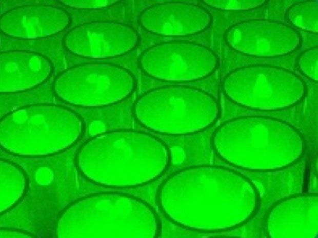 A room-temperature fluorescent protein polariton laser in action