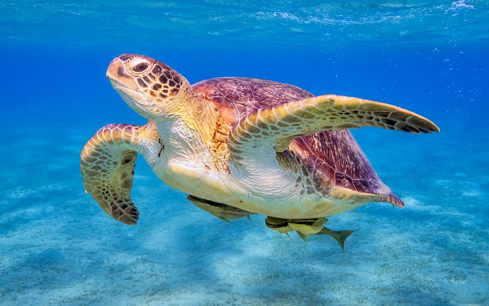 A sea turtle swims underwater in a blue sea.