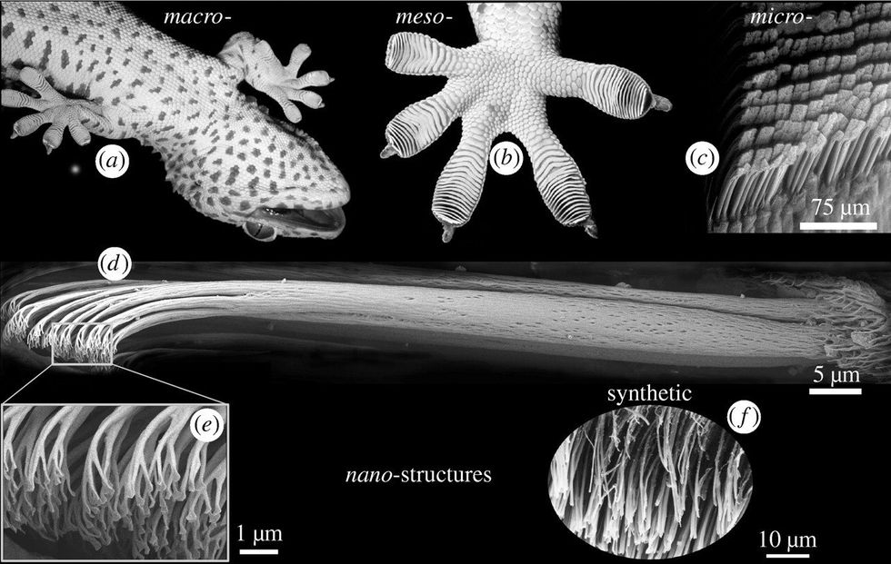 A set of black and white images of gecko toes at different magnifcations.