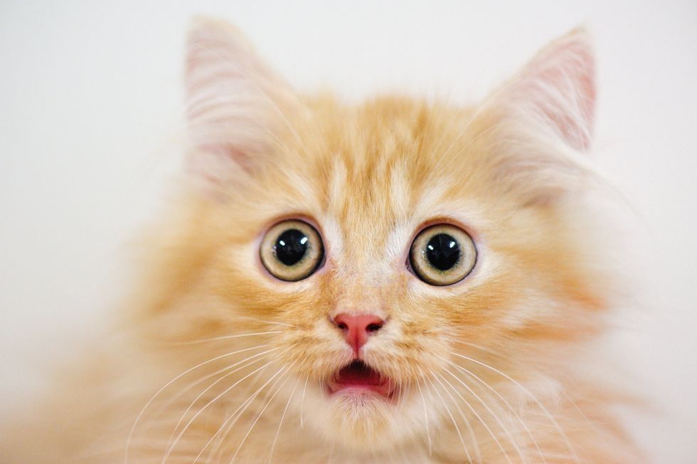 A shocked looking yellow cat with big green eyes