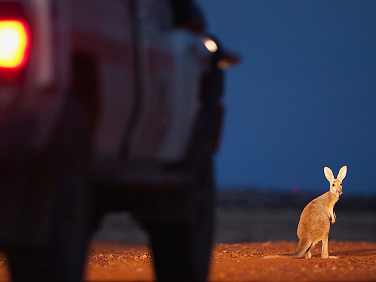 A small kanagroo stands illuminated in the headlights of a car