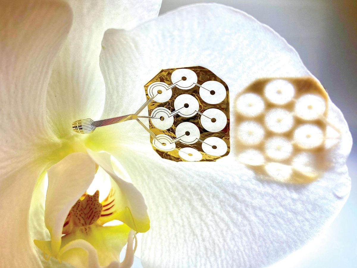 A small transmitter sitting on an orchid petal