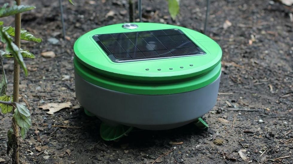 A Tertill weed-killing robot, with a cylindrical white and green plastic body, drives over dirt on a garden.