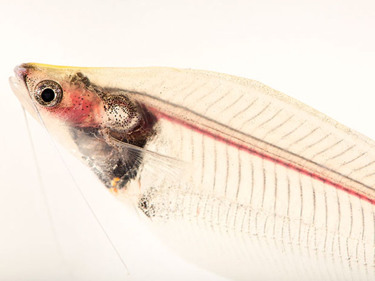 A translucent fish with bones and organs visible