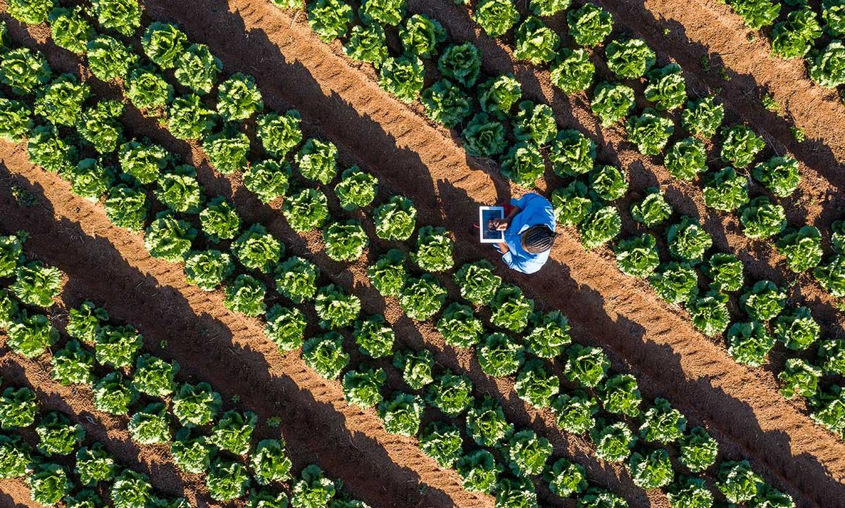Aerial view of a farmer using a digital tablet monitoring vegetables on large scale vegetable farm
