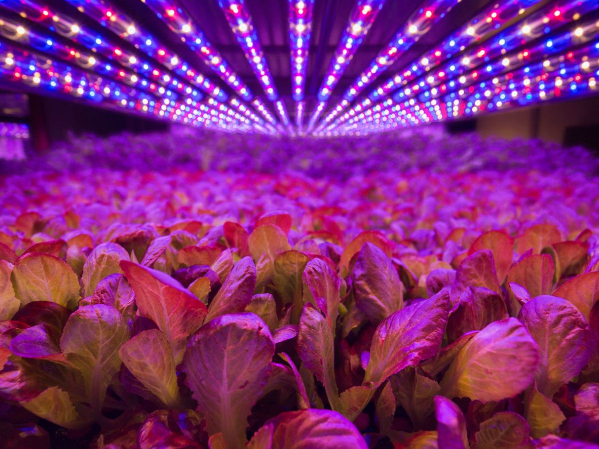 AeroFarms grows leafy greens under an array of LED lights, which can be customized to improve the plants' texture, color, and taste.