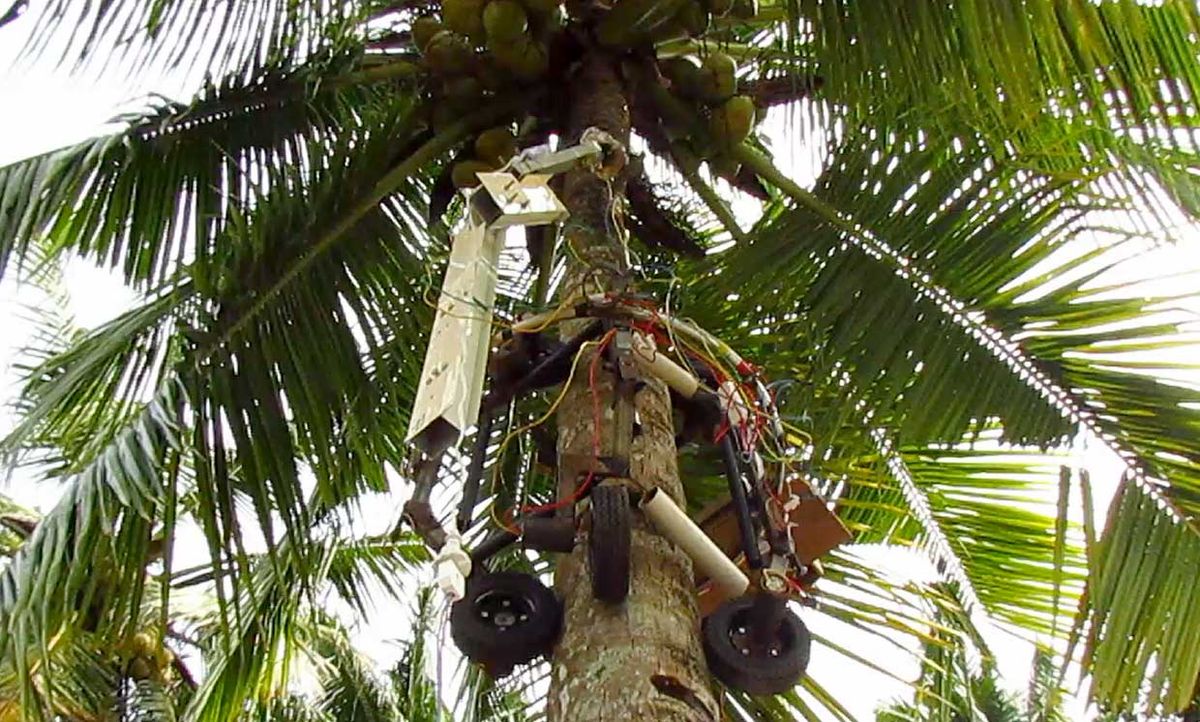 Amaran is a tree climbing robot that can harvest coconuts