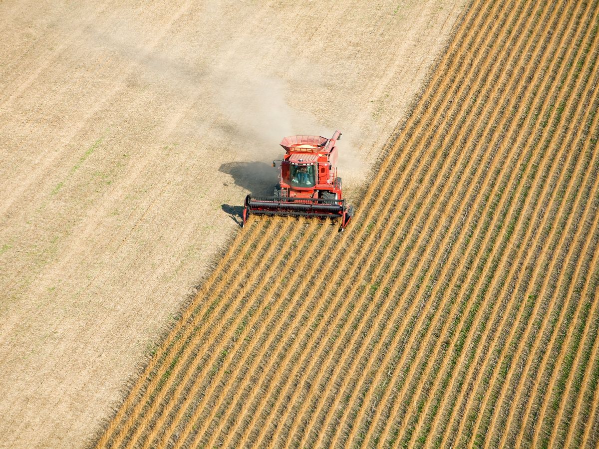 An aerial view of a red combine harvesting a fall soybean field. 