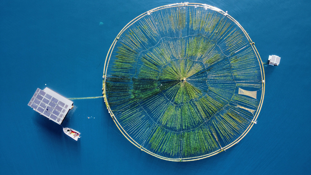An aeriel photograph shows a ring of tubing floating in blue water, with green lines radiating from the ring’s center point. The ring is connected to a platform covered with solar panels. 