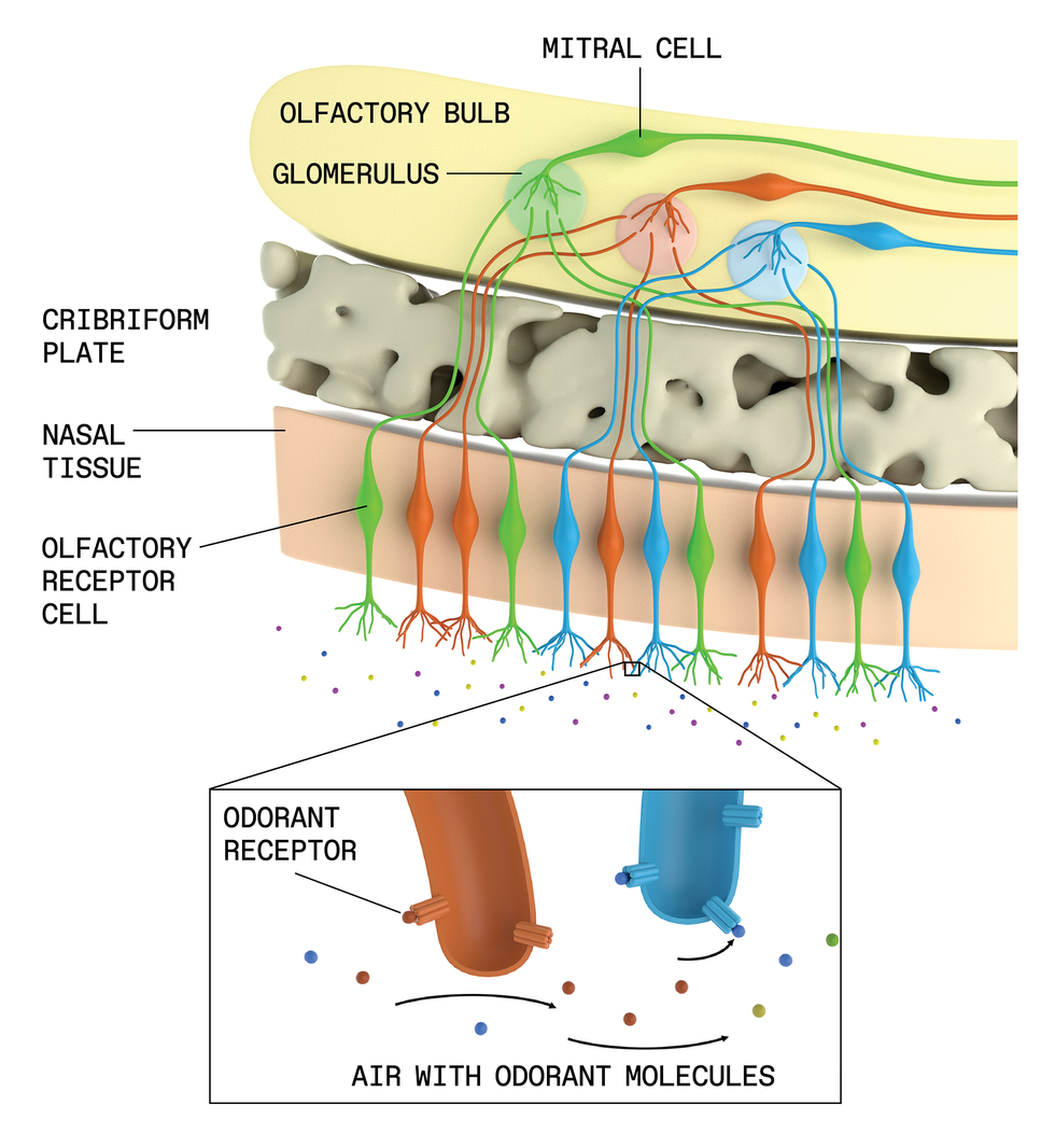 An anatomical diagram shows a three-layered structure with olfactory receptors at the bottom, where they\u2019re binding with odorant molecules, a layer of bone in the middle, and a yellow shape representing the olfactory bulb at top. The olfactory receptor cells have long protrusions that go up through the bone to the olfactory bulb. 