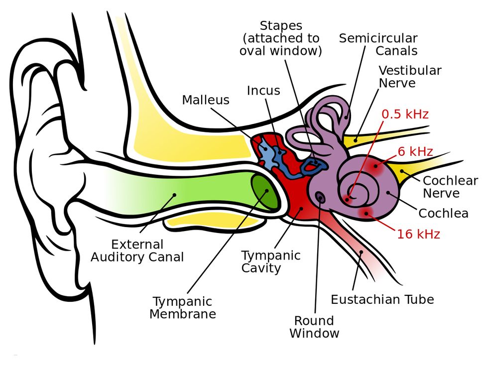 An illustration shows the inner ear canal and cochlea. 