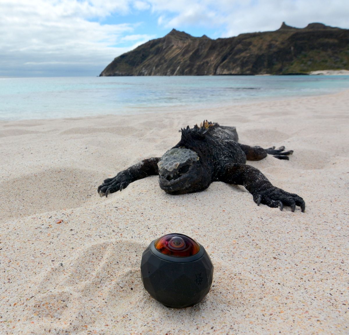 An image of a marine iguana snoozing on a beach within a meter of the 360fly 4K camera. 