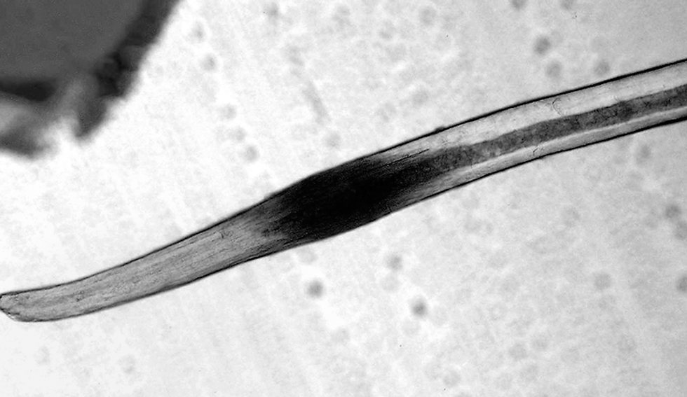An image of magnified hair.