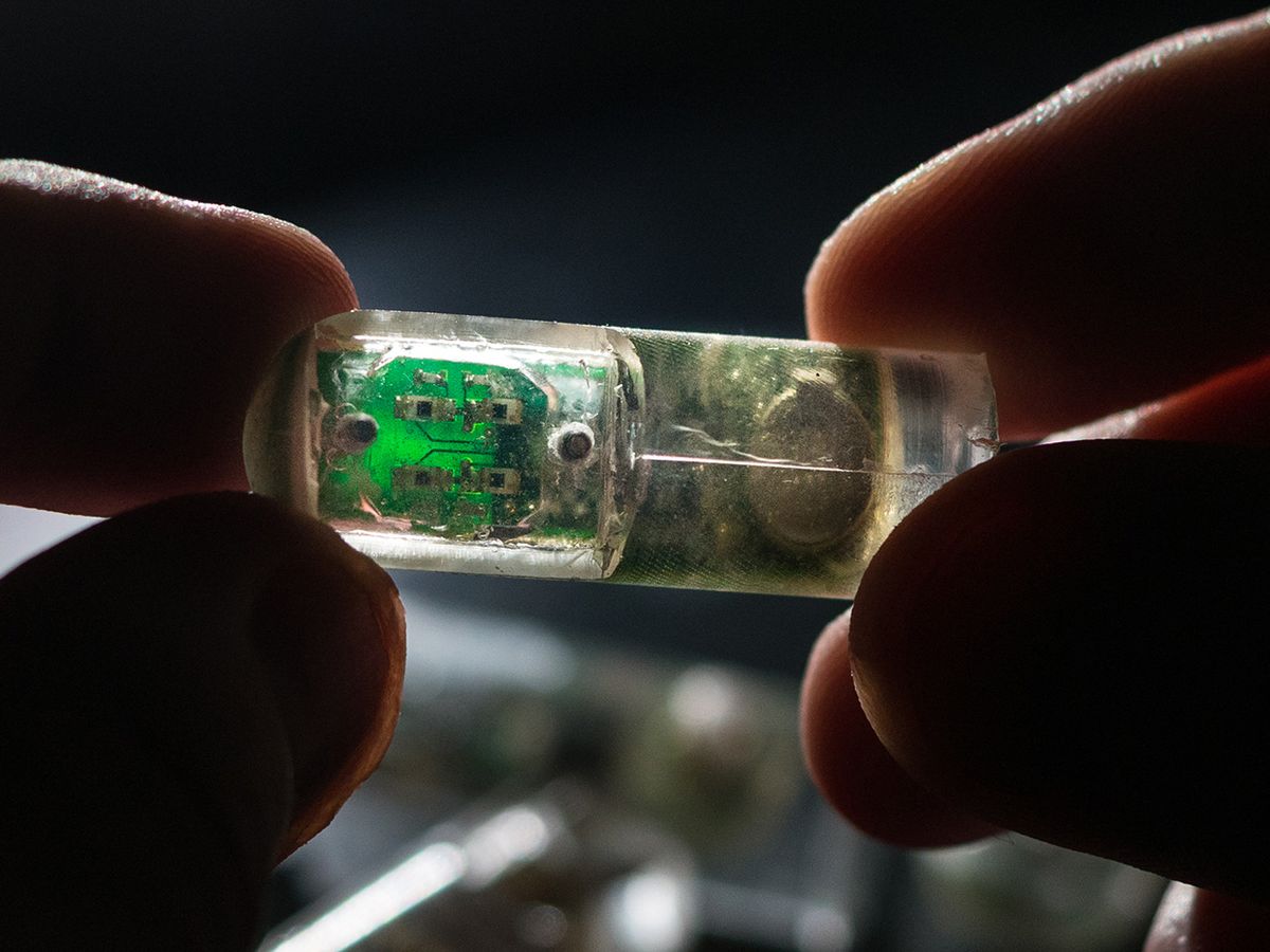 An ingestible capsule pairs bacteria with electronics to monitor blood in the GI tract.
