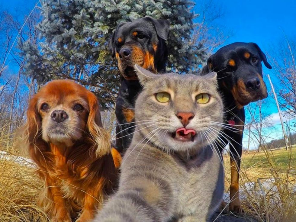 An outdoor photo of a cat with a dog on either side. The cat appears to be holding the camera and taking a selfie. 