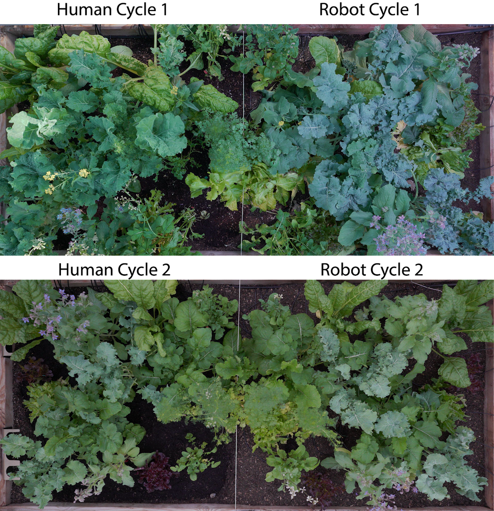 An overhead view of four garden plots that look very similar showing a diversity of healthy green plants.