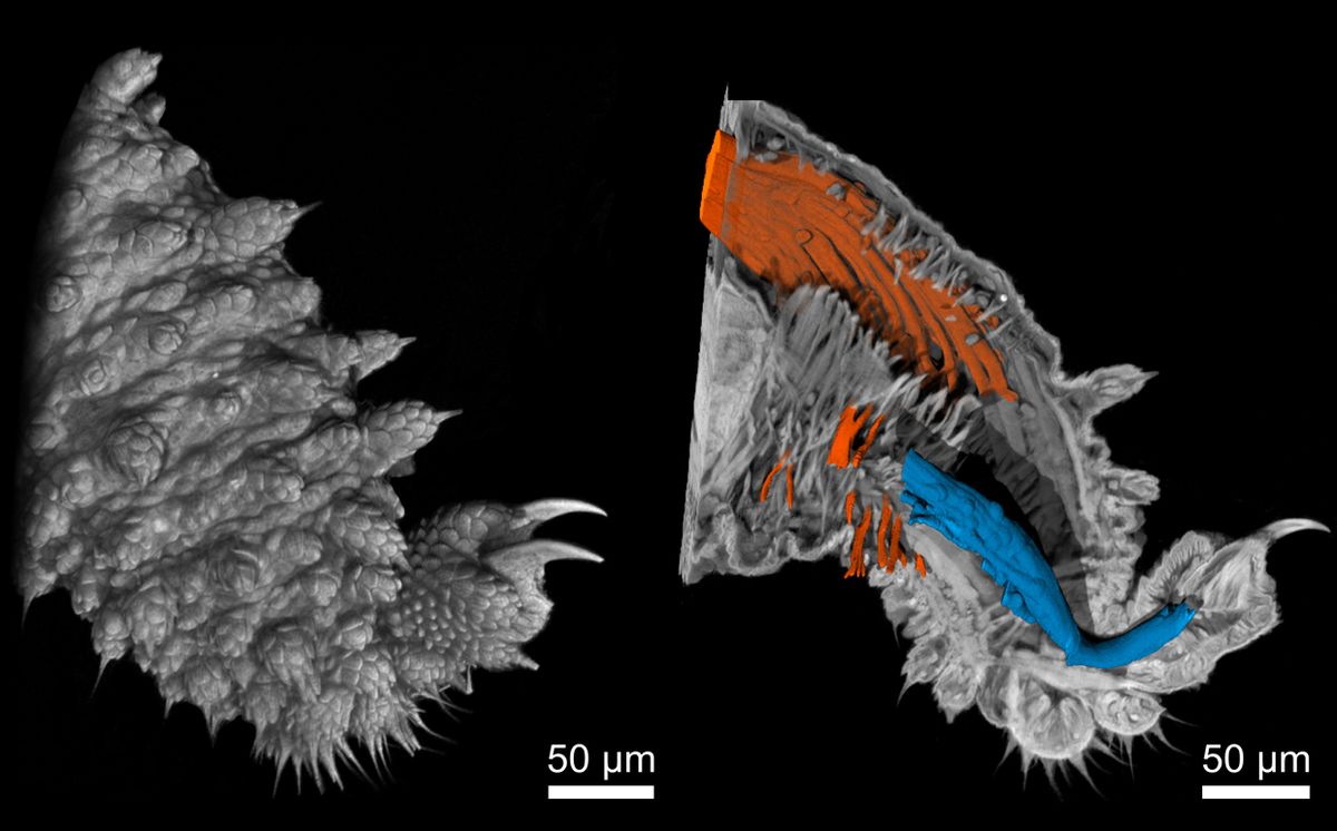 An up-close image shows the leg of the velvet worm, including tiny protrosions on the surface and a cross-section of the muscle fibers of its interior.