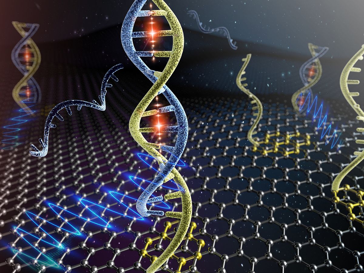 Artist's illustration of complementary DNA molecules binding to PNA molecules that are noncovalently anchored on the graphene surface.
