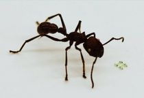Four-Legged Walking Robot Is Smaller Than an Ant's Face