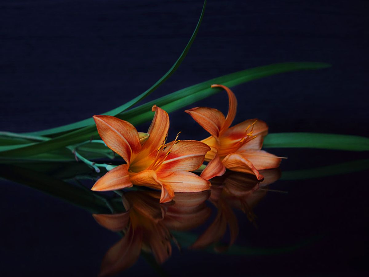Beautiful flowers lay on a black reflective surface.