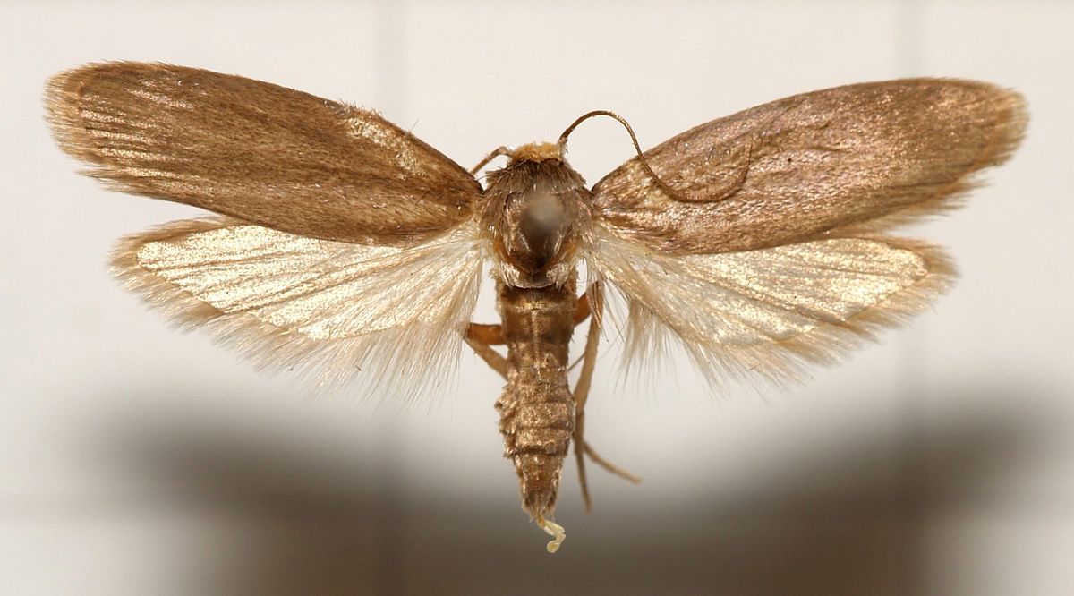beige colored moth with wings stretched out against a white background