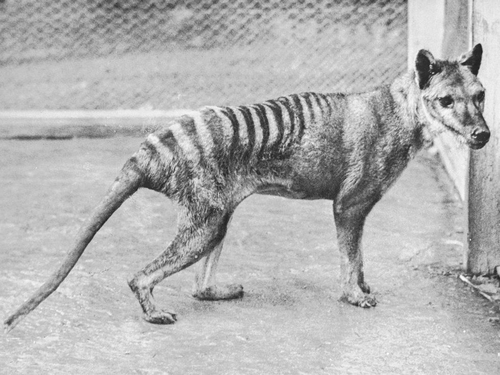 Black and white photo of a striped doglike animal at a zoo