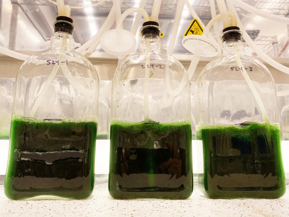Blooms of algae are shown being grown in a laboratory under grow lights. The blooms are in clear glass bottles; tubes for adding food and siphoning off some of the algae at the ideal times predicted by machine learning models run through the bottles\u2019 rubber stoppers.