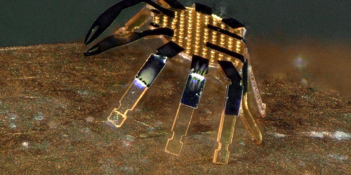 Flea-Sized Robots Stroll a Coin-Edge-Sized Path