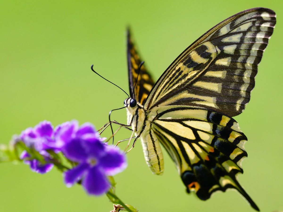 Close-up of a Papilio xuthus butterfly on a purple flower