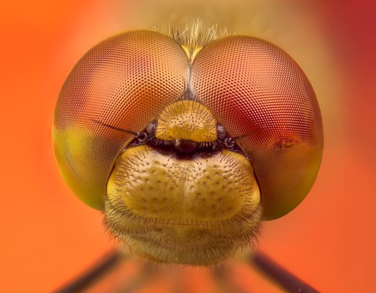 Closeup of a face of a dragonfly. 