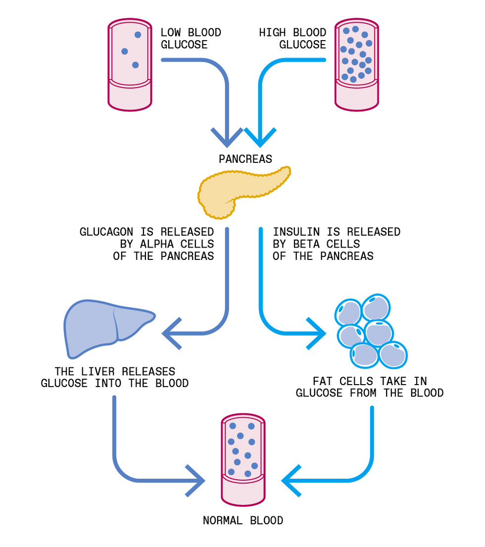 Colorful illustration has two pink boxes with different numbers of circles representing low or high blood glucose. Arrows point to a pancreas, then a down left arrow says u201cGlucagon released by alpha cells of the Pancreasu201d and a down arrow to a drawing of a liver that says u201cLiver releases glucose into the bloodu201d and another arrow to a single pink box with blue dots that says u201cNormal Blood.u201d On the right below the pancreas is a down arrow that says u201cInsulin released by beta cells of the pancreasu201d, a down arrow with a drawing of 6 circles that says u201cFat cells take in glucose from the bloodu201d and a down arrow that connects to the bottom single pink box.