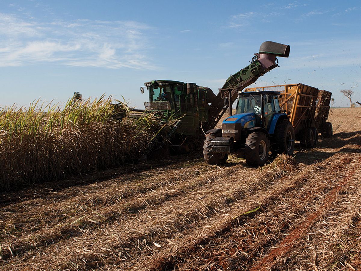 Conventional ethanol mills use sugarcane feedstock from farms like this one in São Paulo. 