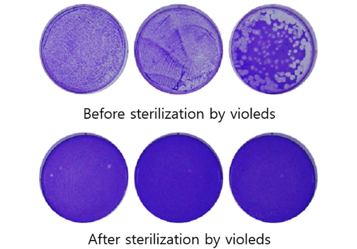 COVID-19 before (top) and after sterilization by Violeds technology