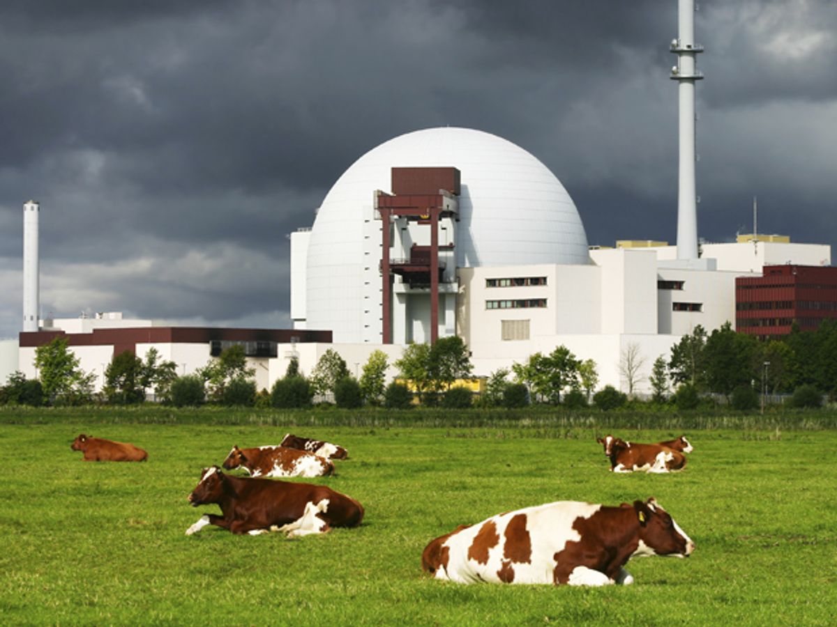 cows in front of nuclear plant