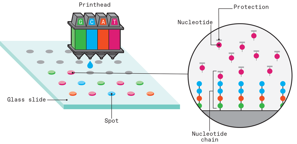 Diagram illustrating use of inkjet to build a DNA microarray.