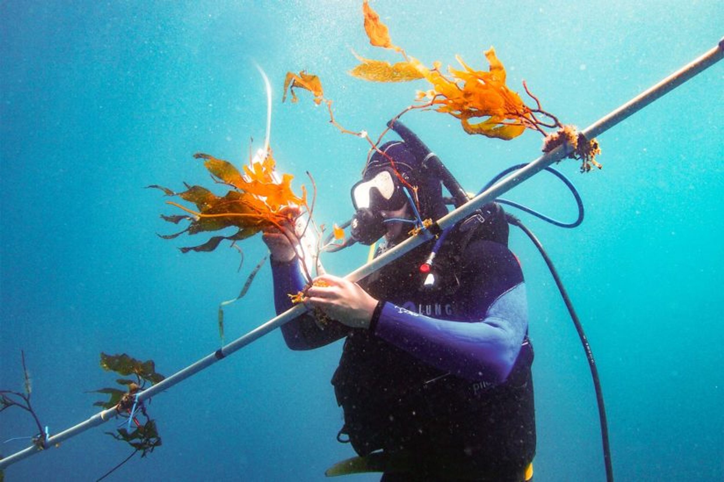 Diver farming kelp