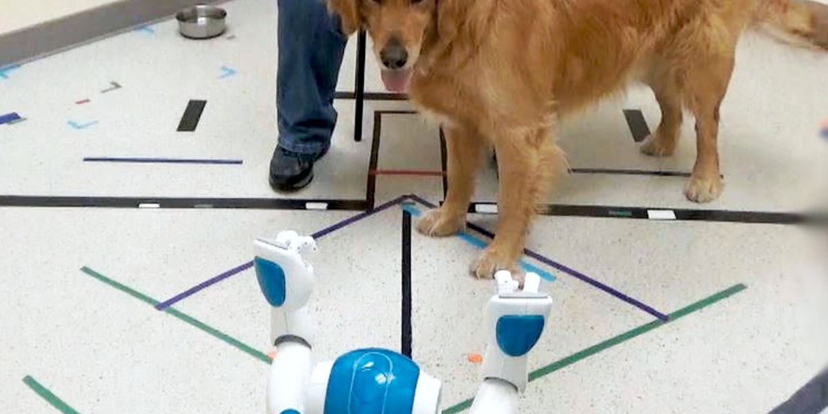 Dogs Obey Commands Given by Social Robots