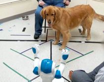 Dogs Obey Commands Given by Social Robots