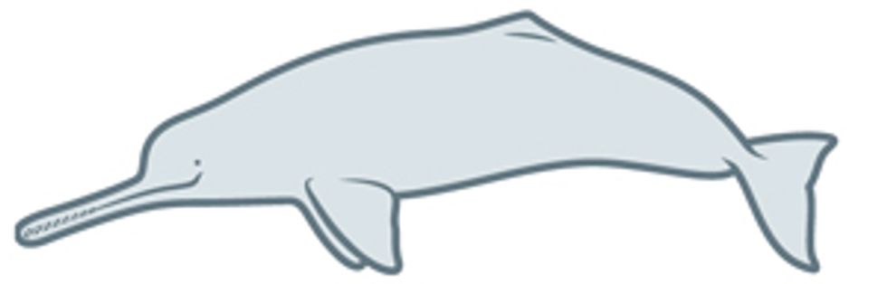 dolphin illustration