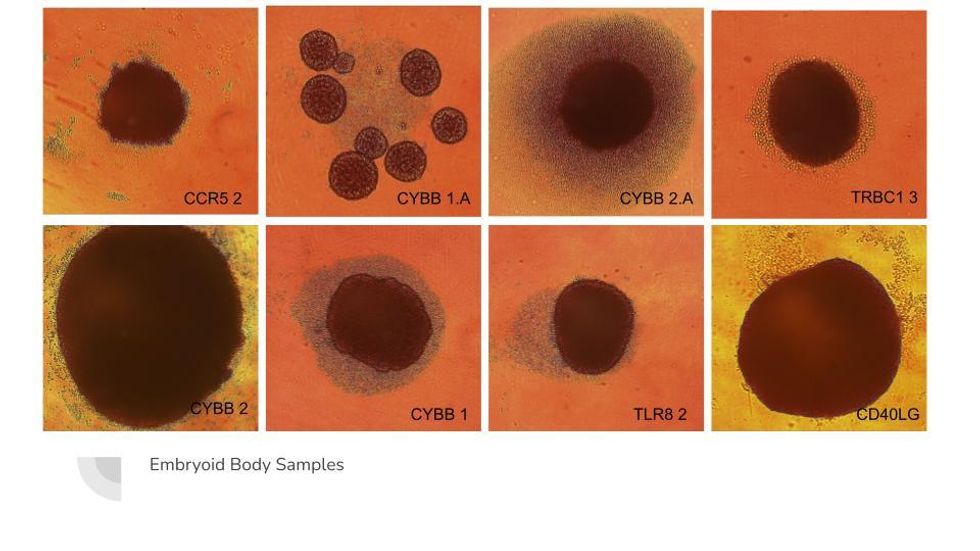 Eight images of stem cells.