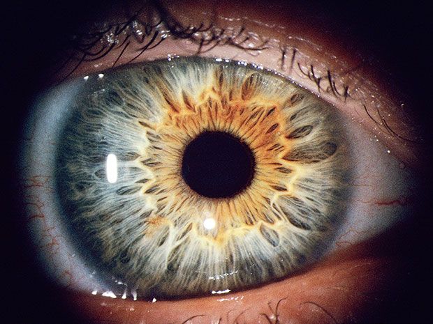 A close-up photograph of an eye, showing the tiny muscle fibers that compose the iris.